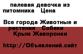 палевая девочка из питомника › Цена ­ 40 000 - Все города Животные и растения » Собаки   . Крым,Жаворонки